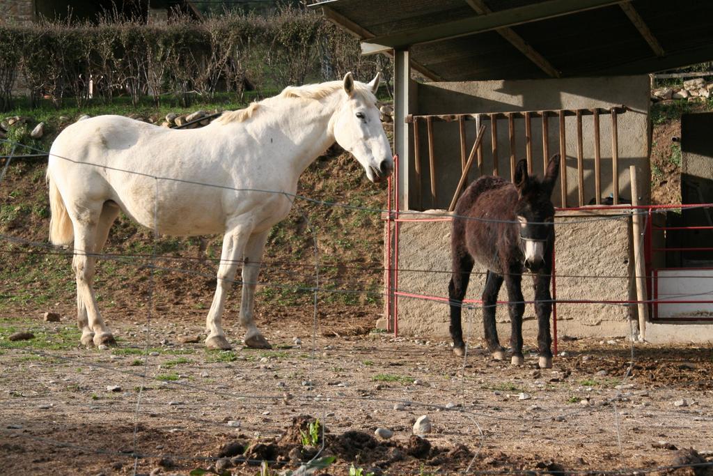 Mas La Riera ξενώνας Campdevánol Εξωτερικό φωτογραφία
